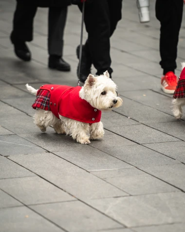 Zagrebačka špica: Zanosne plavuše i kratke suknje razbile monotoniju jesenjeg dana