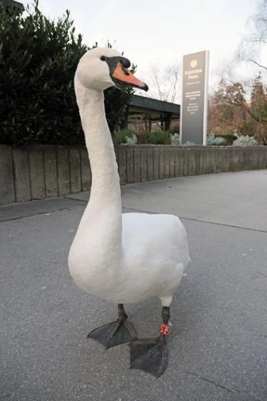 Zimska čarolija samo 140 km od Zagreba: Vodič za advent na Bledu