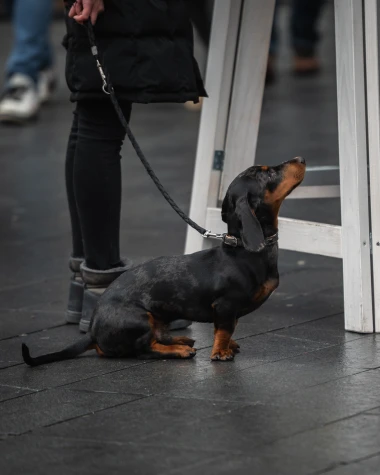 Zagrebačka &scaron;pica zapalila prosinac: Advent nikad nije izgledao ovako dobro
