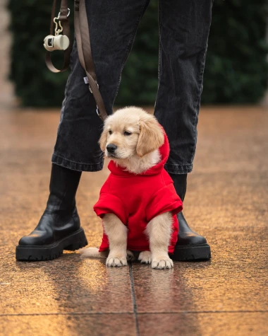 Zagrebačka &scaron;pica zapalila prosinac: Advent nikad nije izgledao ovako dobro