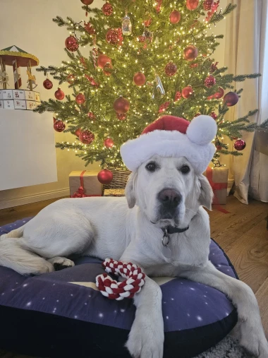Ovo će vam popraviti dan: Preslatki ljubimci na&scaron;ih čitateljica u blagdanskom izdanju
