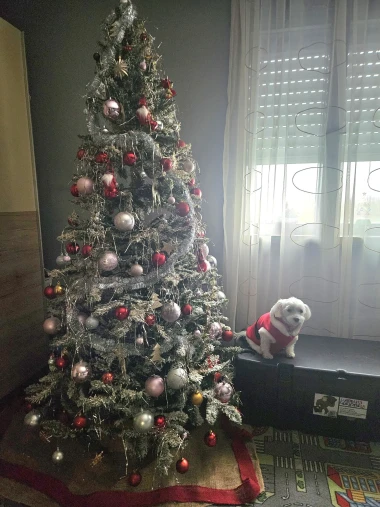 Ovo će vam popraviti dan: Preslatki ljubimci na&scaron;ih čitateljica u blagdanskom izdanju