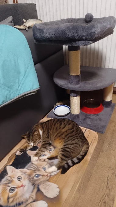 Ovo će vam popraviti dan: Preslatki ljubimci na&scaron;ih čitateljica u blagdanskom izdanju