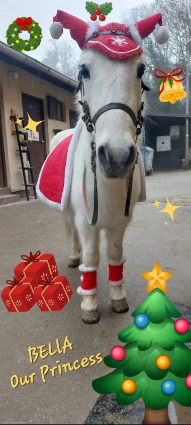 Ovo će vam popraviti dan: Preslatki ljubimci na&scaron;ih čitateljica u blagdanskom izdanju