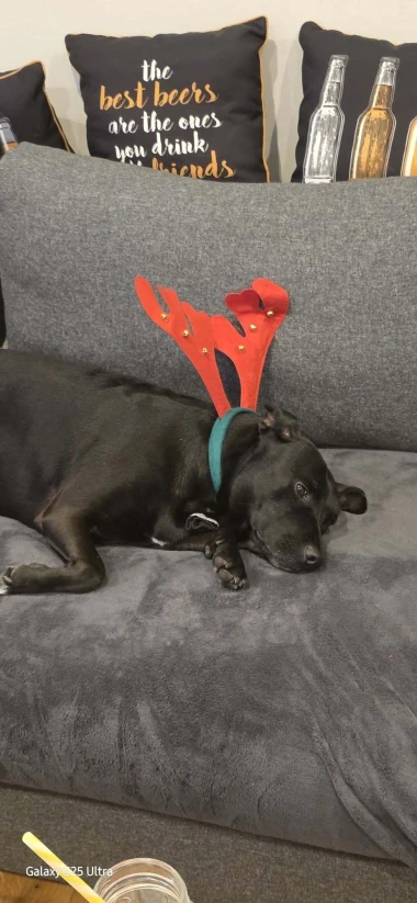 Ovo će vam popraviti dan: Preslatki ljubimci na&scaron;ih čitateljica u blagdanskom izdanju