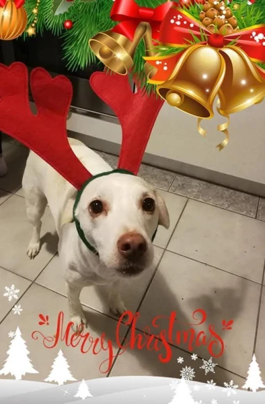 Ovo će vam popraviti dan: Preslatki ljubimci na&scaron;ih čitateljica u blagdanskom izdanju