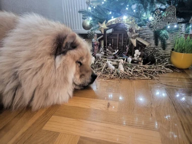 Ovo će vam popraviti dan: Preslatki ljubimci na&scaron;ih čitateljica u blagdanskom izdanju
