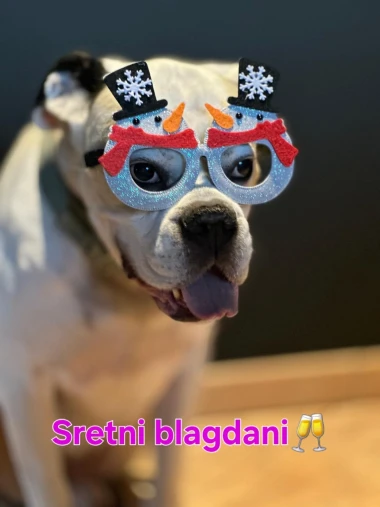 Ovo će vam popraviti dan: Preslatki ljubimci na&scaron;ih čitateljica u blagdanskom izdanju