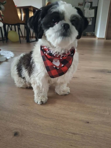 Ovo će vam popraviti dan: Preslatki ljubimci na&scaron;ih čitateljica u blagdanskom izdanju