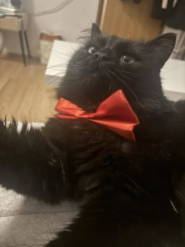 Ovo će vam popraviti dan: Preslatki ljubimci na&scaron;ih čitateljica u blagdanskom izdanju