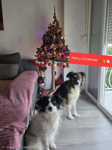 Ovo će vam popraviti dan: Preslatki ljubimci na&scaron;ih čitateljica u blagdanskom izdanju