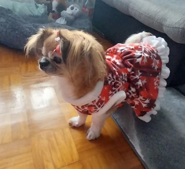 Ovo će vam popraviti dan: Preslatki ljubimci na&scaron;ih čitateljica u blagdanskom izdanju