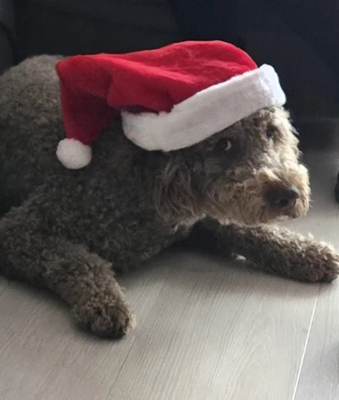 Ovo će vam popraviti dan: Preslatki ljubimci na&scaron;ih čitateljica u blagdanskom izdanju