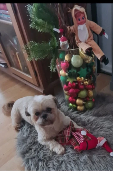 Ovo će vam popraviti dan: Preslatki ljubimci na&scaron;ih čitateljica u blagdanskom izdanju