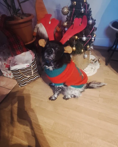 Ovo će vam popraviti dan: Preslatki ljubimci na&scaron;ih čitateljica u blagdanskom izdanju