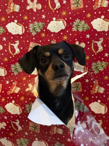 Ovo će vam popraviti dan: Preslatki ljubimci na&scaron;ih čitateljica u blagdanskom izdanju