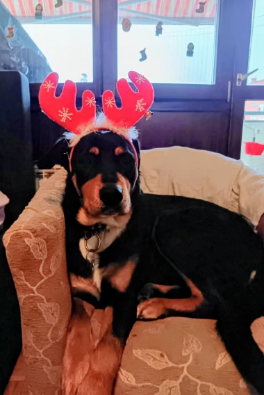 Ovo će vam popraviti dan: Preslatki ljubimci na&scaron;ih čitateljica u blagdanskom izdanju