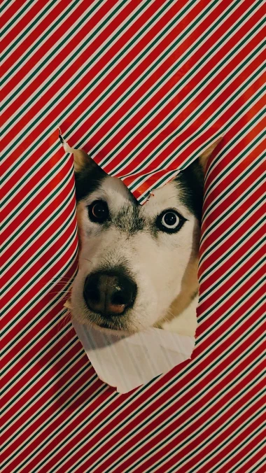 Ovo će vam popraviti dan: Preslatki ljubimci na&scaron;ih čitateljica u blagdanskom izdanju