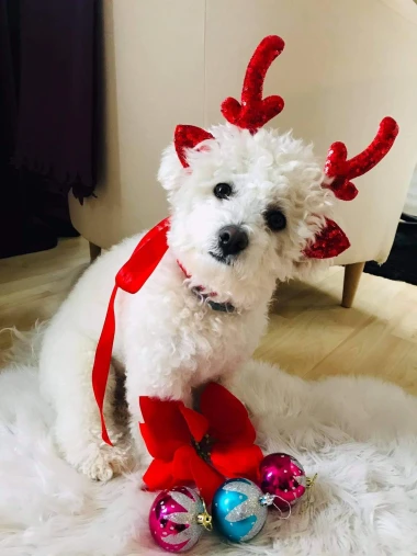 Ovo će vam popraviti dan: Preslatki ljubimci na&scaron;ih čitateljica u blagdanskom izdanju