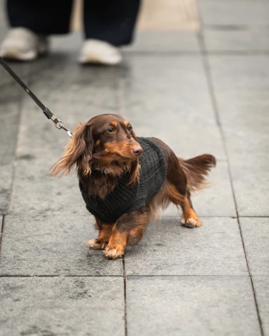 Kad Zagrepčanke zablistaju: Slavljeničko raspoloženje zavladalo &scaron;picom