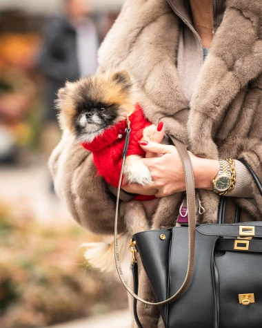 Kad Zagrepčanke zablistaju: Slavljeničko raspoloženje zavladalo &scaron;picom