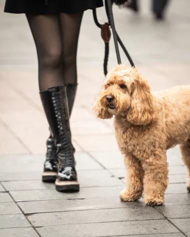 Kad Zagrepčanke zablistaju: Slavljeničko raspoloženje zavladalo &scaron;picom