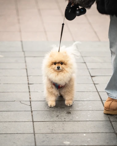 Kad Zagrepčanke zablistaju: Slavljeničko raspoloženje zavladalo &scaron;picom