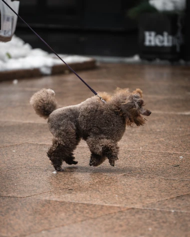 Subotnji modni spektakl na &scaron;pici: Zagrepčanke pokazale kako se to radi!