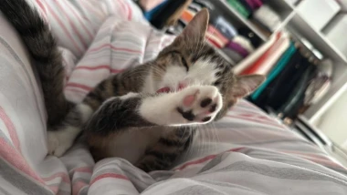 Mačke u ulozi komičara: 30 preslatkih fotki koje će vam uljep&scaron;ati dan