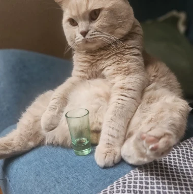 Mačke u ulozi komičara: 30 preslatkih fotki koje će vam uljep&scaron;ati dan