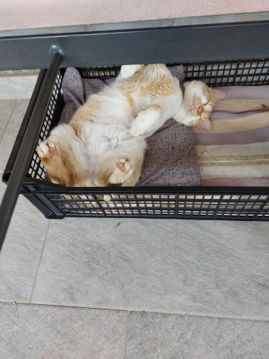 Mačke u ulozi komičara: 30 preslatkih fotki koje će vam uljep&scaron;ati dan