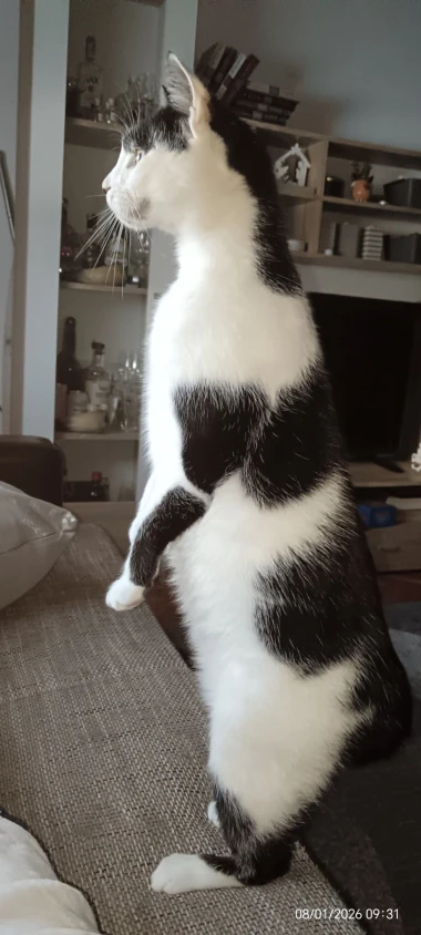 Mačke u ulozi komičara: 30 preslatkih fotki koje će vam uljep&scaron;ati dan