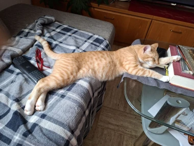 Mačke u ulozi komičara: 30 preslatkih fotki koje će vam uljep&scaron;ati dan