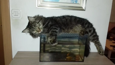 Mačke u ulozi komičara: 30 preslatkih fotki koje će vam uljep&scaron;ati dan