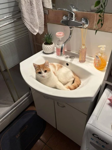 Mačke u ulozi komičara: 30 preslatkih fotki koje će vam uljep&scaron;ati dan