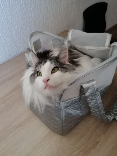 Mačke u ulozi komičara: 30 preslatkih fotki koje će vam uljep&scaron;ati dan