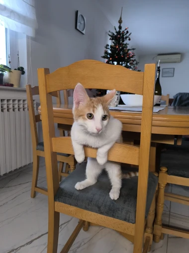 Mačke u ulozi komičara: 30 preslatkih fotki koje će vam uljep&scaron;ati dan