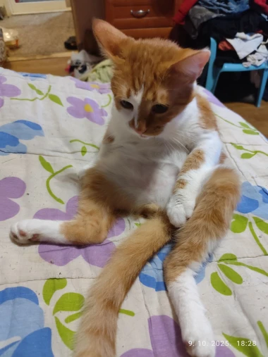 Mačke u ulozi komičara: 30 preslatkih fotki koje će vam uljep&scaron;ati dan