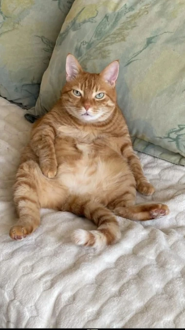 Mačke u ulozi komičara: 30 preslatkih fotki koje će vam uljep&scaron;ati dan