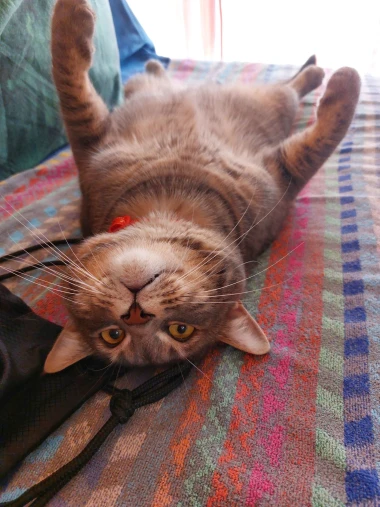 Mačke u ulozi komičara: 30 preslatkih fotki koje će vam uljep&scaron;ati dan