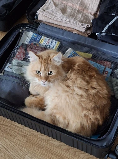 Mačke u ulozi komičara: 30 preslatkih fotki koje će vam uljep&scaron;ati dan