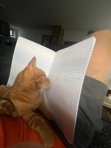 Mačke u ulozi komičara: 30 preslatkih fotki koje će vam uljep&scaron;ati dan