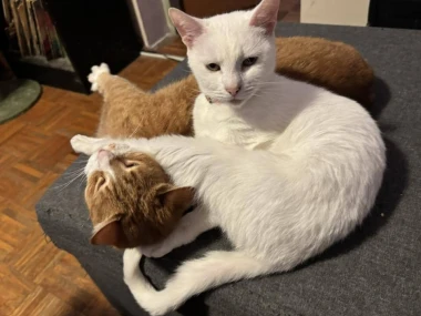 Mačke u ulozi komičara: 30 preslatkih fotki koje će vam uljep&scaron;ati dan