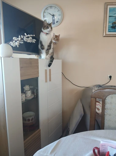 Mačke u ulozi komičara: 30 preslatkih fotki koje će vam uljep&scaron;ati dan