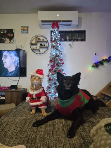 Mačke u ulozi komičara: 30 preslatkih fotki koje će vam uljep&scaron;ati dan