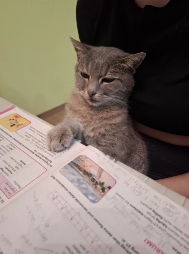 Mačke u ulozi komičara: 30 preslatkih fotki koje će vam uljep&scaron;ati dan