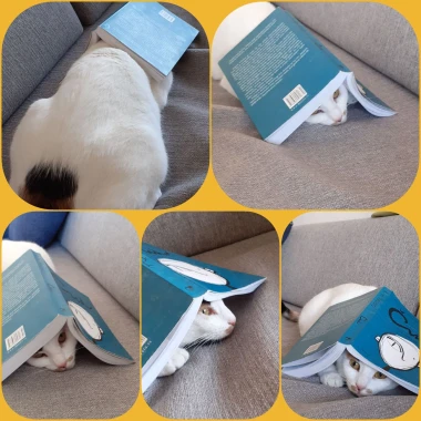 Mačke u ulozi komičara: 30 preslatkih fotki koje će vam uljep&scaron;ati dan