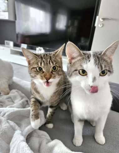 Mačke u ulozi komičara: 30 preslatkih fotki koje će vam uljep&scaron;ati dan