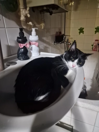 Mačke u ulozi komičara: 30 preslatkih fotki koje će vam uljep&scaron;ati dan