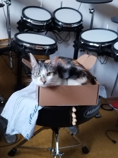 Mačke u ulozi komičara: 30 preslatkih fotki koje će vam uljep&scaron;ati dan